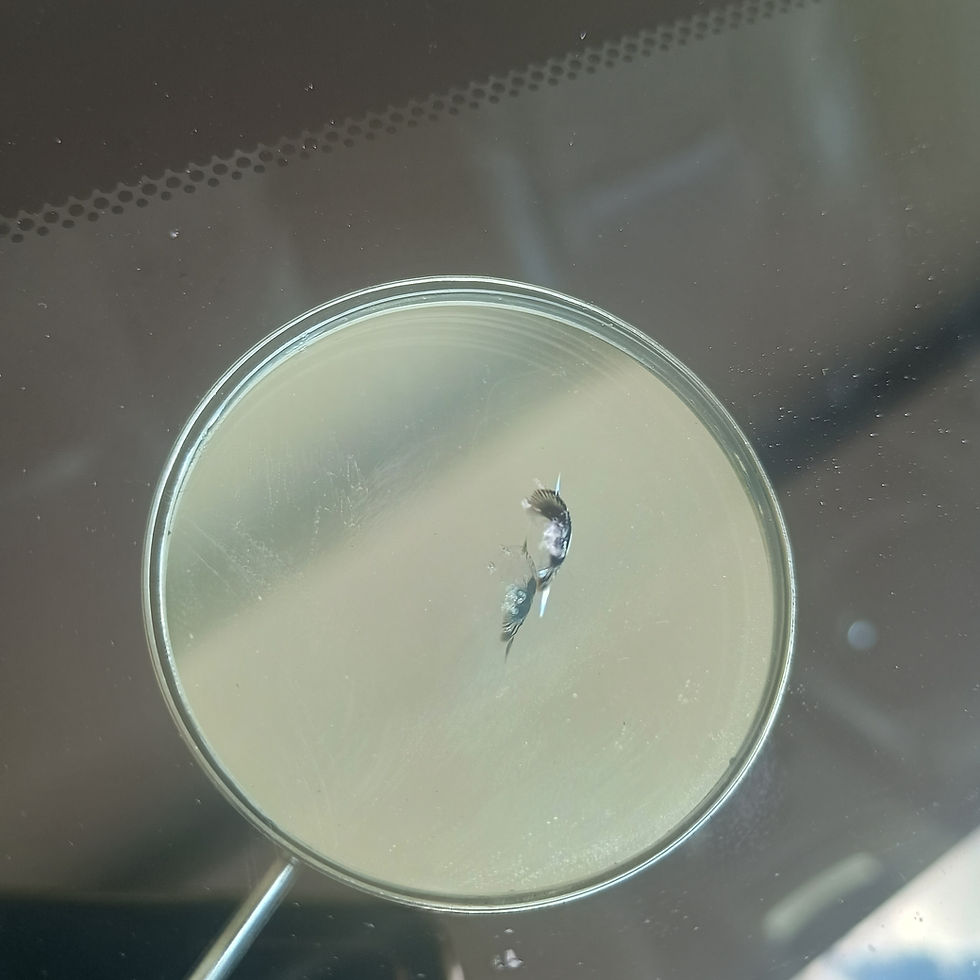 Small chip on car windscreen before repair