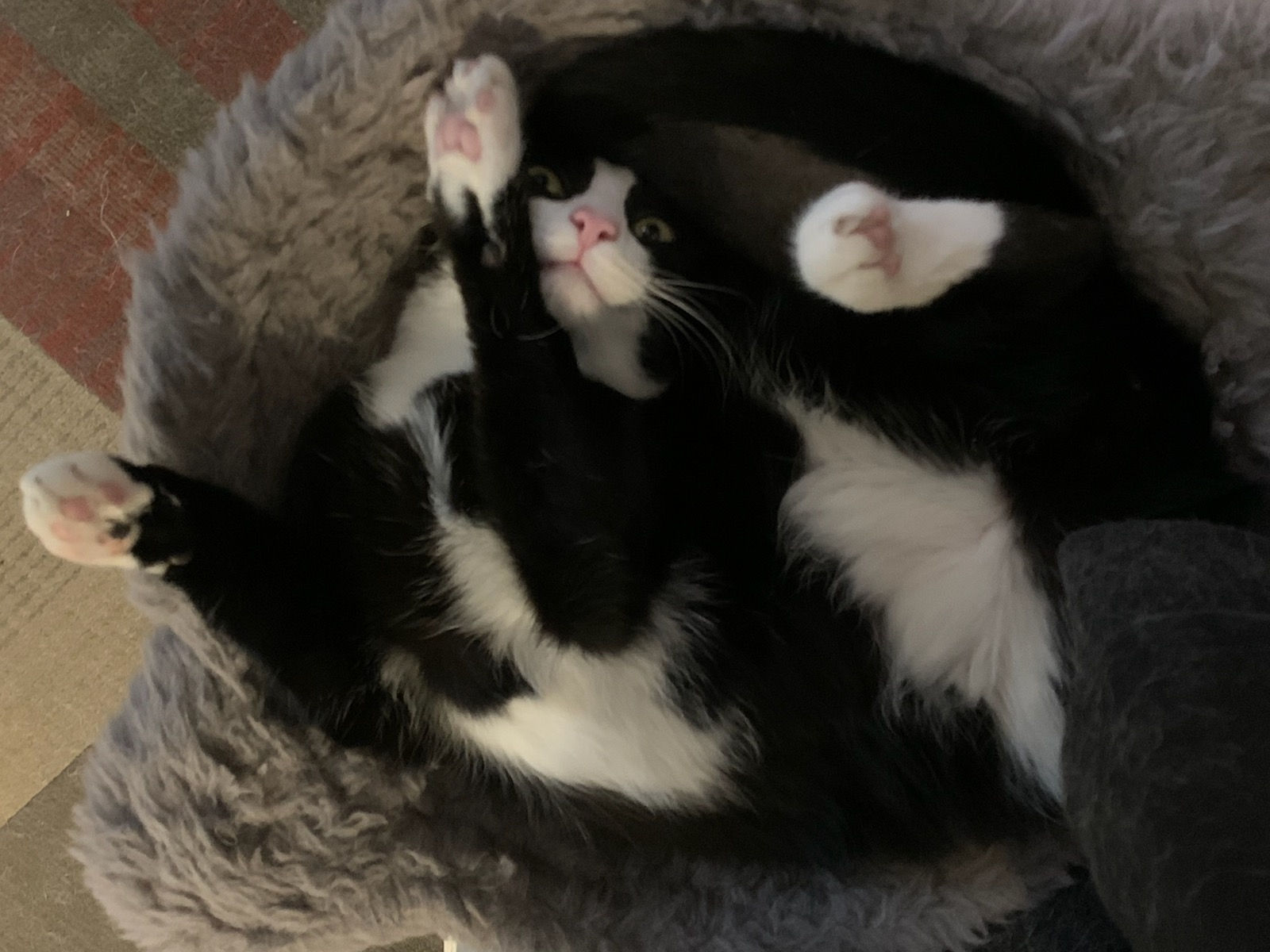 Atlas