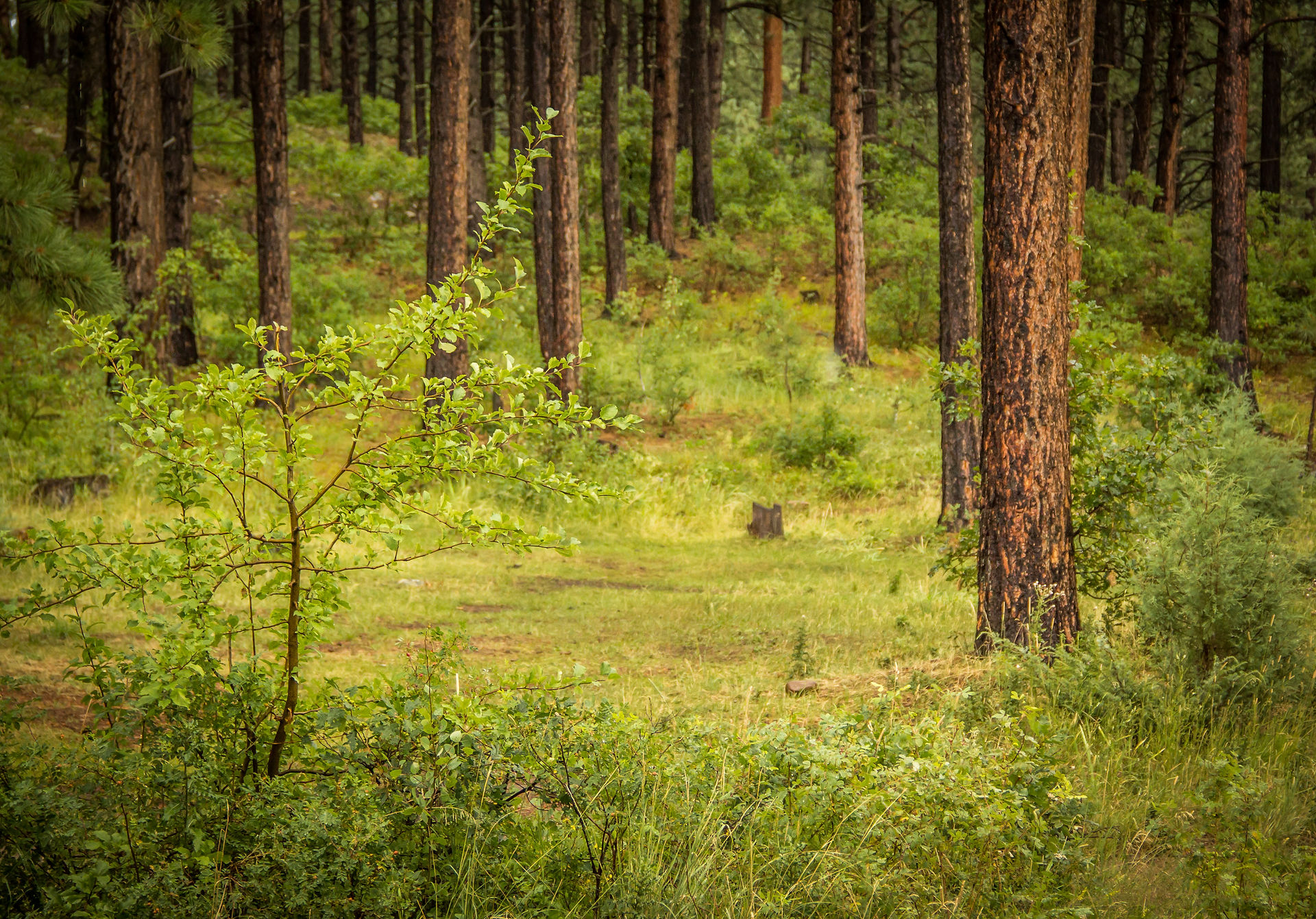 forest