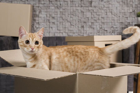 ¿Por qué los gatos aman las cajas?