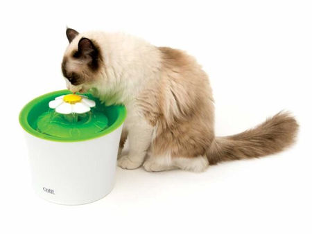 ¿SabÃas que los gatos son muy selectivos para tomar agua?