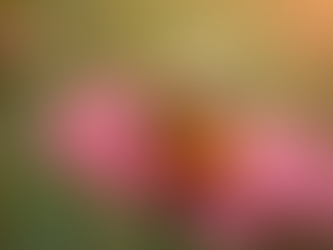 Embrace Authenticity: Live Like a Bee Today