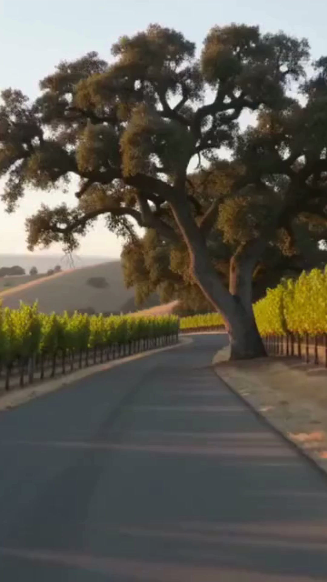 Wine Tasting Party at Home | From Sonoma with Love