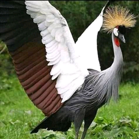 Writer: edwardmose10