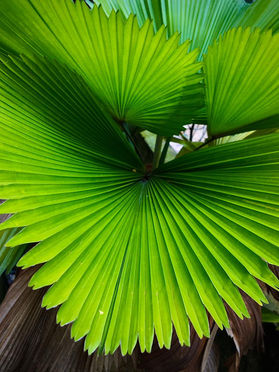 green.jpeg