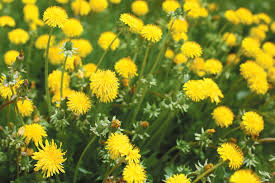Thumbnail: Dandelion Root Bitters