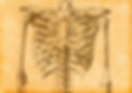 Human%20Skeleton%20Sketch_edited.jpg