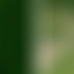 Miért sárgul a gyep locsolás ellenére? Gyakori öntözési hibák