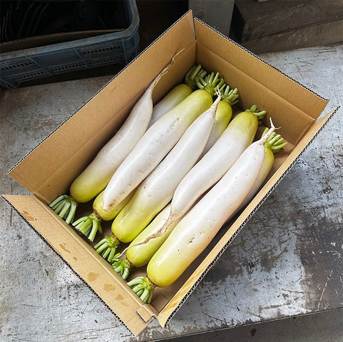 大根 10kg | 有限会社オオネ道下農業