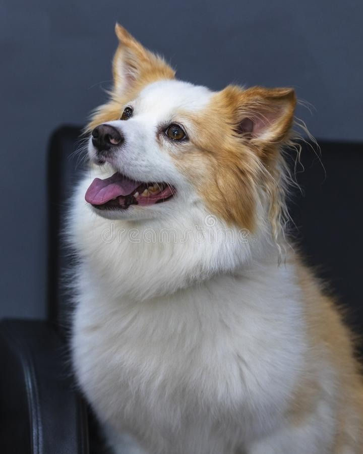 Cuqui era una mezcla de pekines con pomerania. No es el de esta foto, pero se le parecía mucho