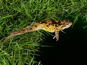 FROGS, HAIKU, AND ZEN? YES!!
