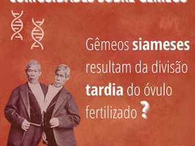 Gêmeos siameses resultam da divisão tardia do óvulo fertilizado?
