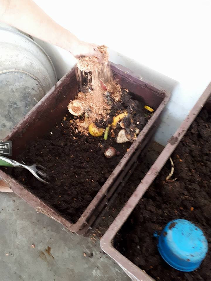 Minhocário em ação: colocando resíduos da cozinha, cobrindo com um pouco de húmus e uma camada de serragem.