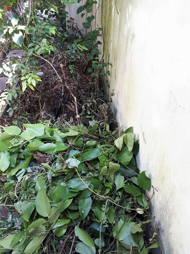 O canto da compostagem fica assim. Só jogar tudo lá e deixar.