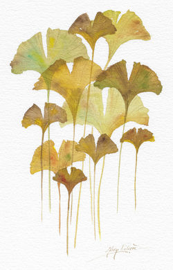Gingko Biloba Mary Faliere