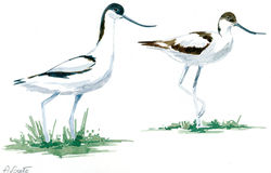 avocette