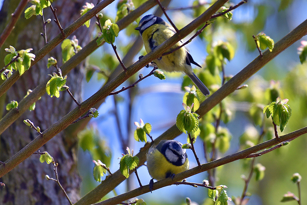 Picture of Blue Tits in a tree