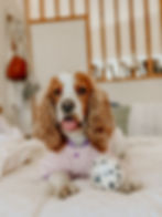 Thumbnail: Dogs Life Pawsitiv Sweatshirt Pink