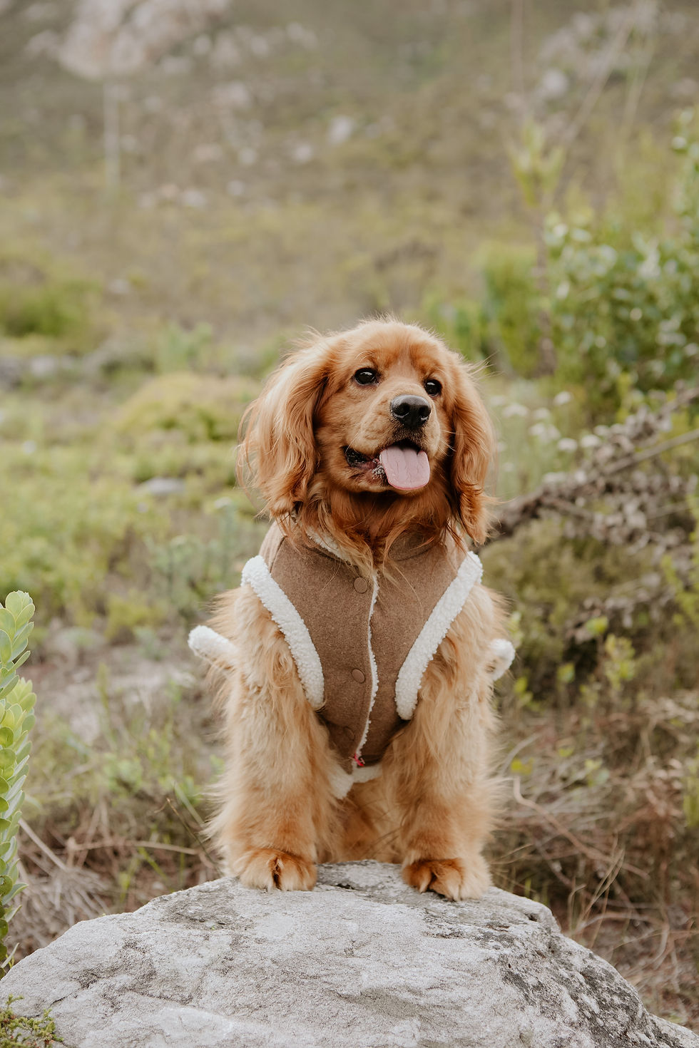 Thumbnail: Dogs Life Wool Winter Coat with Sherpa Fleece Brown