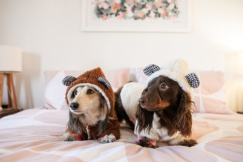 Thumbnail: Dogs Life Bear with Me Jacket Khaki