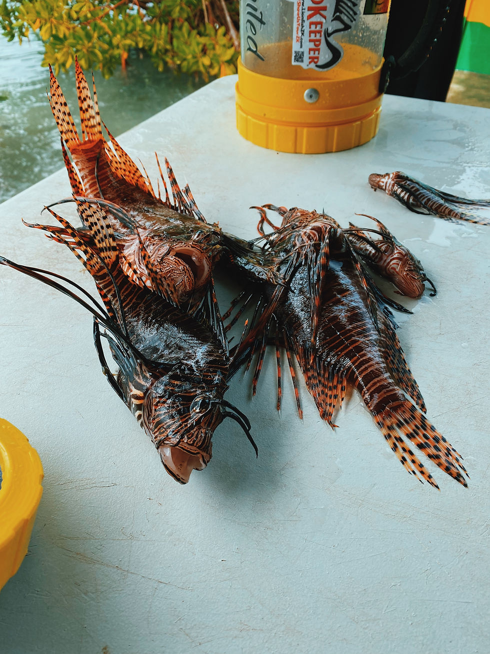 Invasive Lionfish Captured by Save A Coral dive team at Aquanauts Grenada