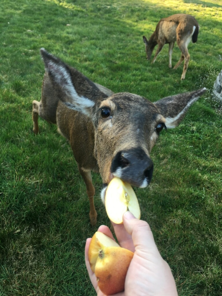 Deer eating an apple