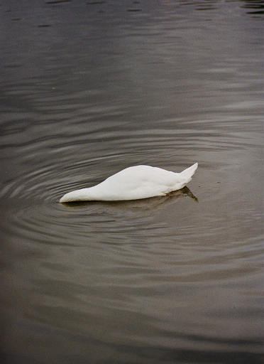 A medium shot of a white swan’s torso diving head-first into murky water. 