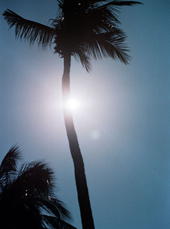 A view upward reveals a striking silhouette of a palm tree set against a bright, blue sky. The sun, acting as a dazzling light source, shines intensely behind the tree's trunk, creating a strong contrast.