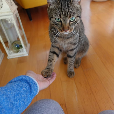 Clickertraining mit Katze