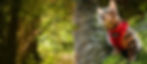 Kkik_Katzenwandern_web.jpg