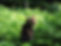 Cat-Green_web.jpg