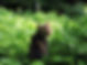 Cat-Green_web.jpg