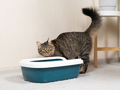 katze unsauberkeit uriniert neben katzenklo