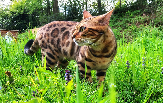 Bengalkatze im Garten