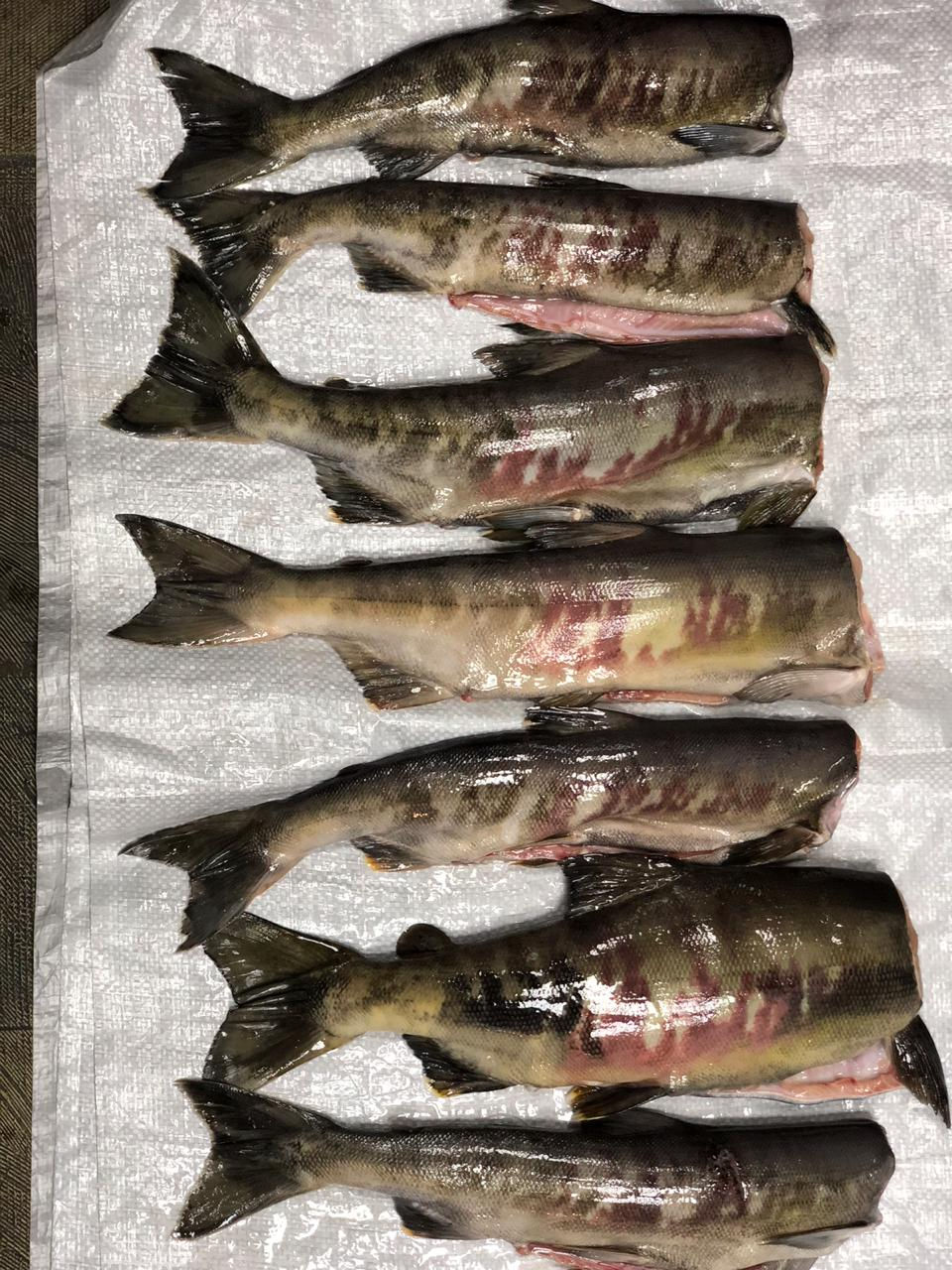 Pale chum Salmon by Red Fish Company