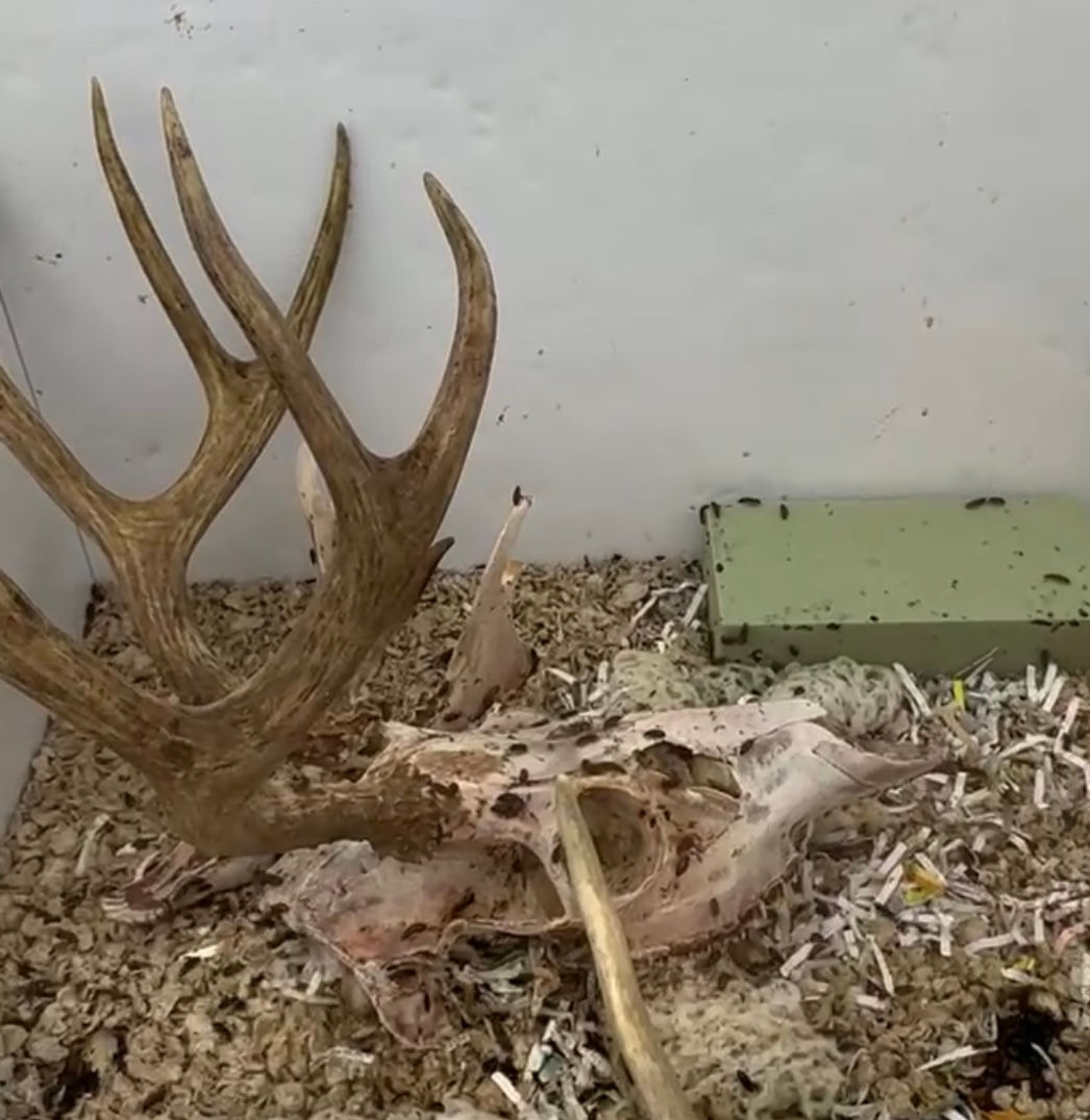 European Skull- Beetled and Bleached 