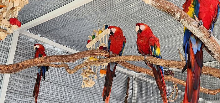 View of Sponsor Parrot Outreach Society Macaws | The Florida Exotic Bird Sanctuary