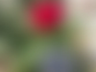中之島のバラ公園🌹