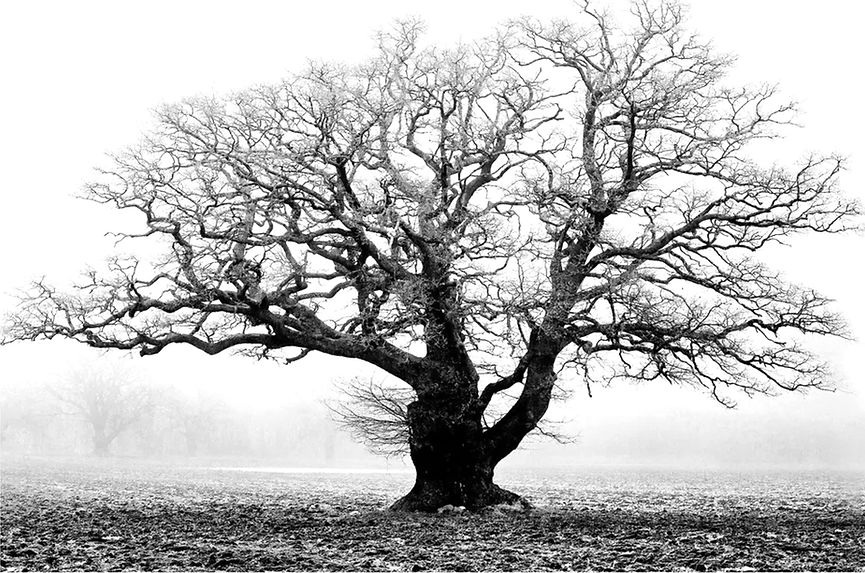 oakphoto_edited.jpg