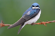 tree_swallow.jpeg