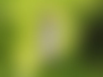 Insects Preparing for Winter: How Insects Prepare for the Cold Months Ahead