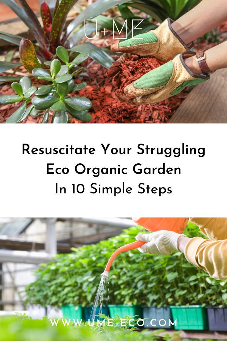 Resuscitate Your Struggling Eco Organic Garden In 10 Simple Steps
