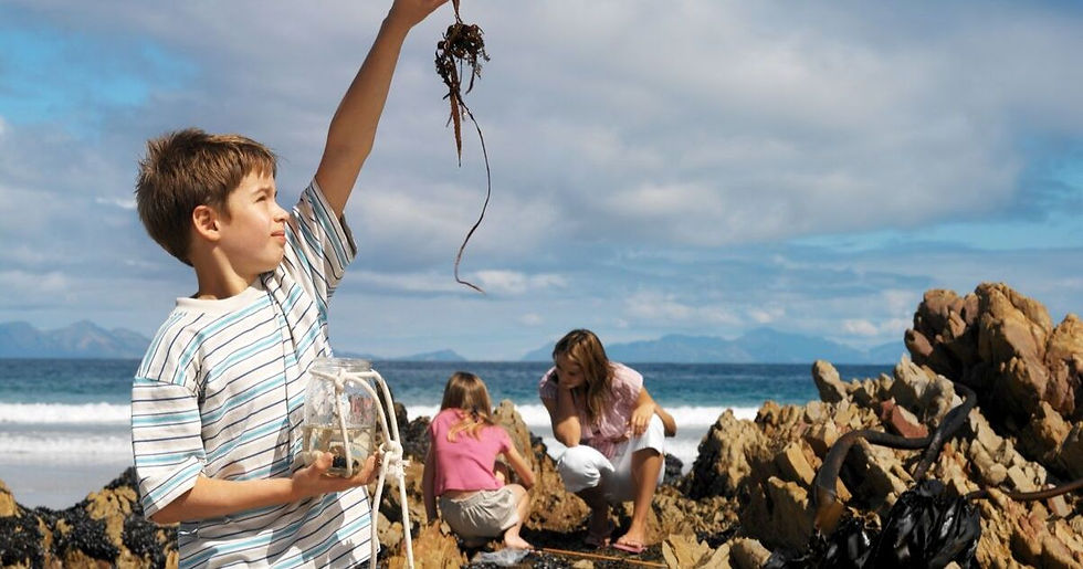 Collecting Seaweeds with kids