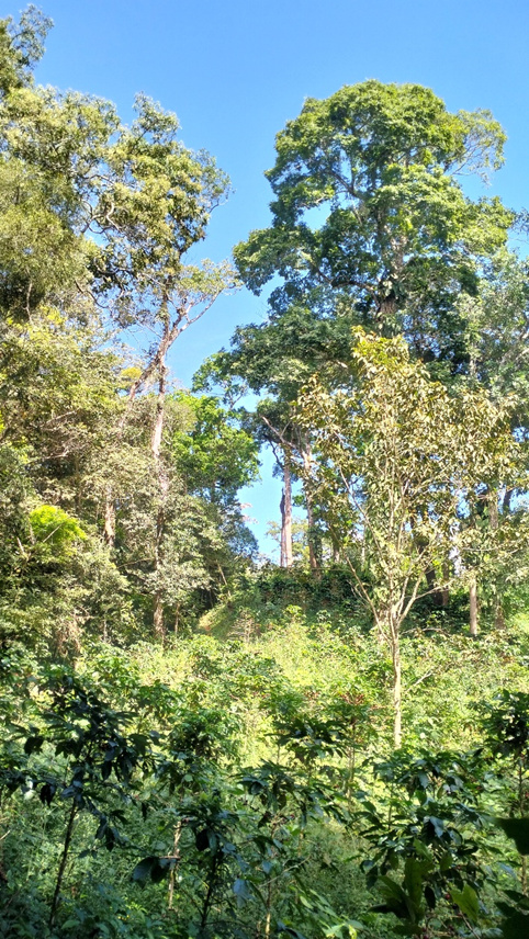 Figura 2. Un cafetal bajo sombra forma parte de la matriz del paisaje. Su contribución a la conectividad dependerá de su estructura, del paisaje que lo rodea y de las especies consideradas. Foto: María Consuelo Escobar Ocampo.