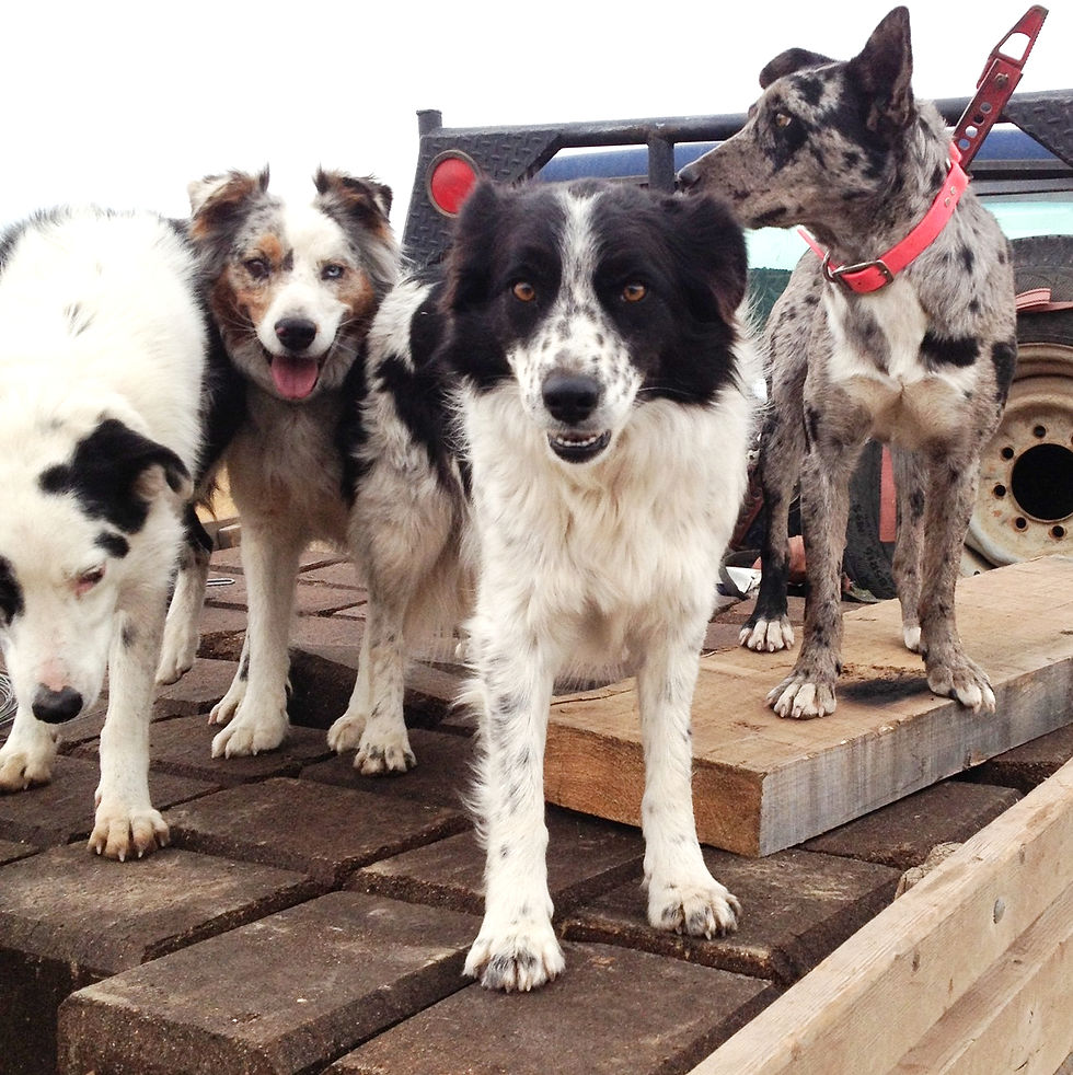 ranch dogs.jpg