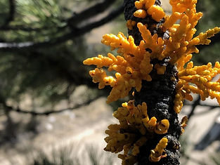 Mistletoe on Ponderosa Pine