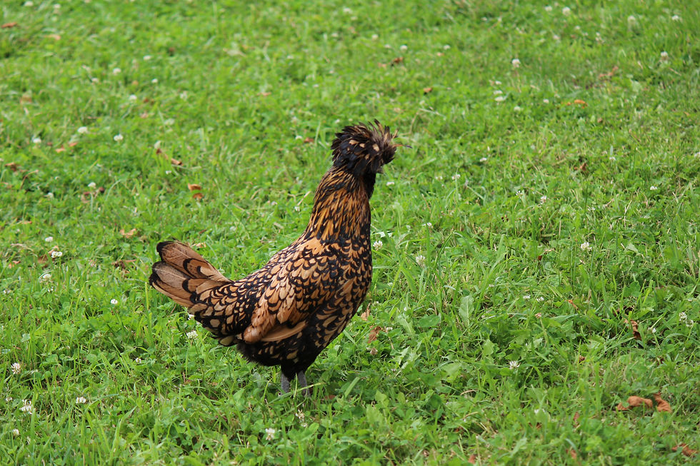 Hen