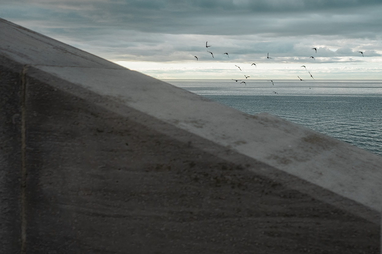 Seagull & Concrete - 2024 - 36x24 Limited Edition of 35