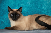 Kimba-Shooting-1.jpg