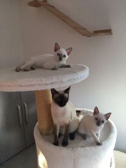 Ginger mit Cleo & Coco 12-2020